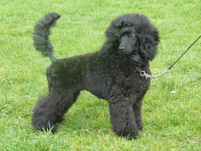 Dwerg poodle hot sale